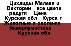 Цихлиды Малави и Виктории — все цвета радуги! › Цена ­ 50 - Курская обл., Курск г. Животные и растения » Аквариумистика   . Курская обл.